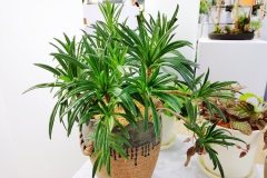 Primulina hybrid A Qiu Zhi-Jing, Shenzen (China)
