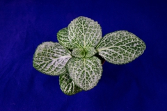 Primulina liboensis (white veined) Alcie Maxwell, LA