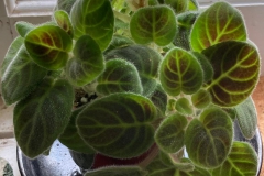 Saintpaulia goetzeana (syn. Streptocarpus goetzeanus) Asa Tysk, Alunda (Sweden)