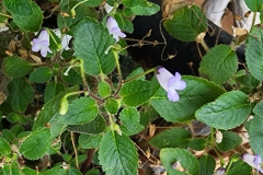 Streptocarpus linguatusJulie Mavity-Hudson, Tennessee (USA)