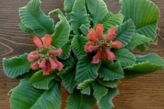 Streptocarpus myoporoidesRon Myhr, Ontario (Canada)