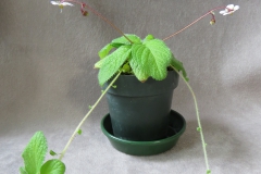 Boeica stolonifera Karyn Cichocki, NJ