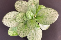 Primulina hybrid (P. lutea x P. yungfuensis) Jim Vlasic, MN