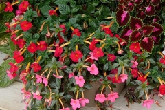 Achimenes 'Caligula' and A. 'Vivid'Ron Myhr, Ontario (Canada)