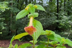 Achimenes antirrhina Julie Mavity-Hudson, Tennessee (USA)