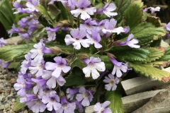 Haberlea rhodopensisErika Schroedersecker, Ontario (Canada)