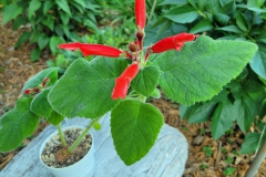 Sinningia cardinalis (compact)Linda Minnis, Illinois (USA)