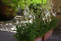 Sinningia tubifloraDariane Joshlin, Arizona (USA)
