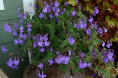 Streptocarpus subg. Streptocarpella 'Concord Blue'Ron Myhr, Ontario (Canada)