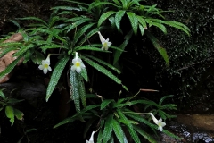 Codonoboea rheophyticaRafidah Abdul Rahman, Selangor (Malaysia)