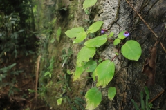 Microchirita involucrata Yu Pin Ang, Singapore