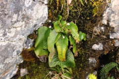 Monophyllaea caulescensWendy A. Mustaqim, Aceh (Indonesia)