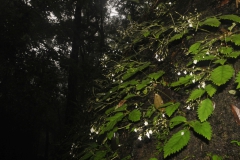 Didymocarpus newmanniiPramote Triboun, Pathum Thani (Thailand)
