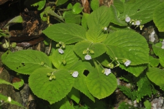 Kaisupeea cyaneaPramote Triboun, Pathum Thani (Thailand)