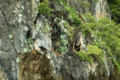 Paraboea roseaPramote Triboun, Pathum Thani (Thailand)