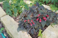 Kohleria 'Ruby' (right, front), Kohleria 'An's Nagging Macaws' (left, rear) Julie Mavity-Hudson, TN