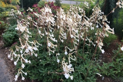 Sinningia tubiflora Rimmer deVries, KY