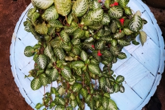 Episcia hybrid #1 McArthur Cababan, Bukidnon (Philippines)