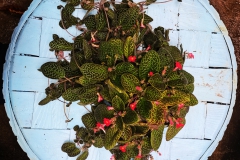 Episcia hybrid #2 McArthur Cababan, Bukidnon (Philippines)