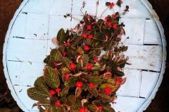 Episcia hybrid #3 McArthur Cababan, Bukidnon (Philippines)