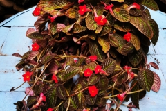 Episcia hybrid #4 McArthur Cababan, Bukidnon (Philippines)