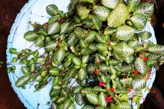 Episcia hybrid #5 McArthur Cababan, Bukidnon (Philippines)