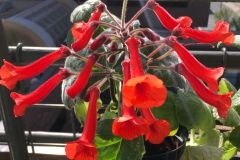 Sinningia 'Orange Zinger' Charles Huston, MN
