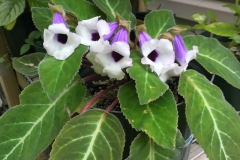 Sinningia speciosa 'Pedra Lisa' Mary Schaeffer, DE