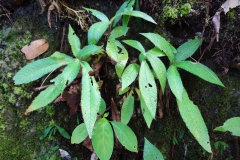 Codonoboea quinquevulnera Rafidah Abdul Rahman, Selangor (Malaysia)