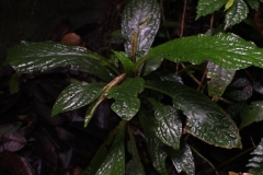 Cyrtandra sp.  Roland Ahmad, Central Sulawesi (Indonesia)