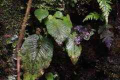 Monophyllaea merrilliana Roland Ahmad, Central Sulawesi (Indonesia)