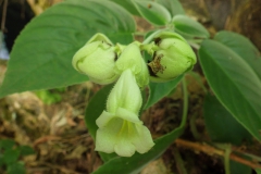 Pseudochirita trifoliata Truong Van Do, Hanoi (Vietnam)