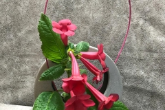 Arrangement "Returning to Normal" (with Sinningia 'Prudence Risley')  Mel Grice, OH