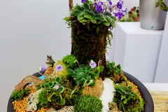 Tray Landscape with Petrocosmea rosettifolia Qiu Zhi-Jing, Shenzen (China)
