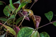 Aeschynanthus longicaulis Julie Mavity-Hudson, TN