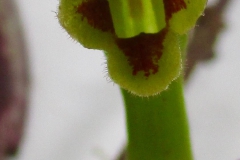 Aeschynanthus sp. Roland Ahmad, Central Sulawesi (Indonesia)