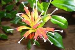 Aeschynanthus ×splendidus Dariane Joshlin, AZ(photo by Richard Joshlin)