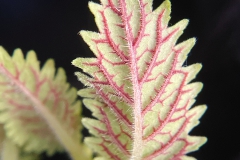 Amalophyllon clarkii Lan Wu, CA