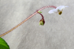 Boeica stolonifera Karyn Cichocki, NJ