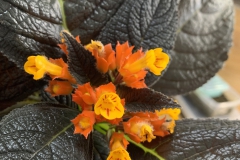 Chrysothemis pulchella (dark form) Donna Beverin, MD