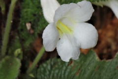 Codonoboea platypusRafidah Abdul Rahman, Selangor (Malaysia)