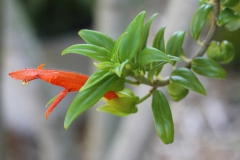 Columnea hybrid Linda Minnis, IL