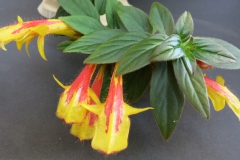 Columnea 'Jeanne Katzenstein' Barb Borleske, DE