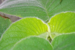Cyrtandra argentii Jayson Mansibang, Caloocan City North (Philippines)