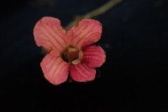 Cyrtandra rantemarioensis Wisnu Ardi, Bogor (Indonesia)