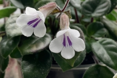 Deinostigma tamiana Donna Beverin, MD