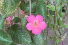 Episcia sp. Roland Ahmad, Central Sulawesi (Indonesia)
