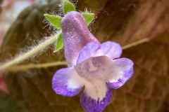 Eucodonia 'Cathy' Asa Tysk, Alunda (Sweden)