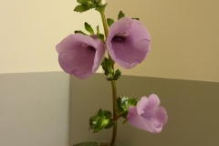 Gloxinia perennis 'Insignis' Bill Schmidt, VA