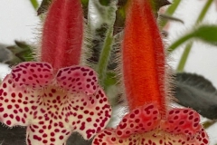 Kohleria 'Rattlesnake' Ruth Hoffman, CT